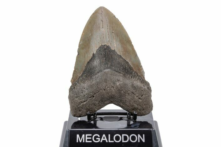 Fossil Megalodon Tooth - North Carolina #219970